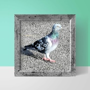 27th Sep 2023 - Pigeon 