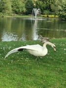 27th Sep 2023 - Swan