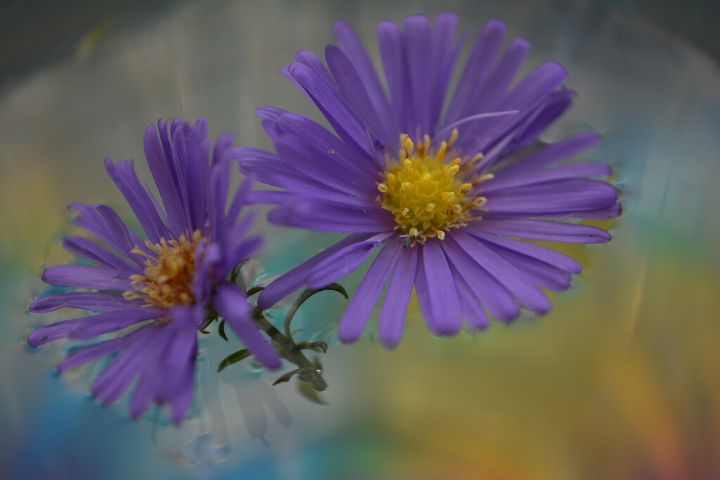 Asters flowers afloat......... by ziggy77