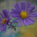 Asters flowers afloat......... by ziggy77