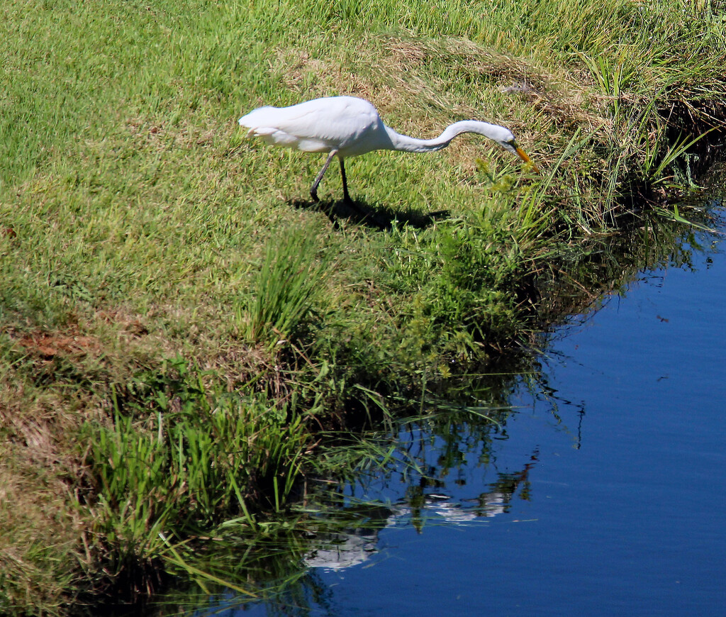 Aug 31 White Egret With Reflection On Blue Water A IMG_4648 by georgegailmcdowellcom