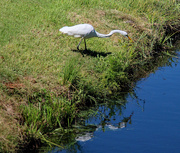 31st Aug 2023 - Aug 31 White Egret With Reflection On Blue Water A IMG_4648