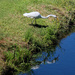 Aug 31 White Egret With Reflection On Blue Water A IMG_4648 by georgegailmcdowellcom