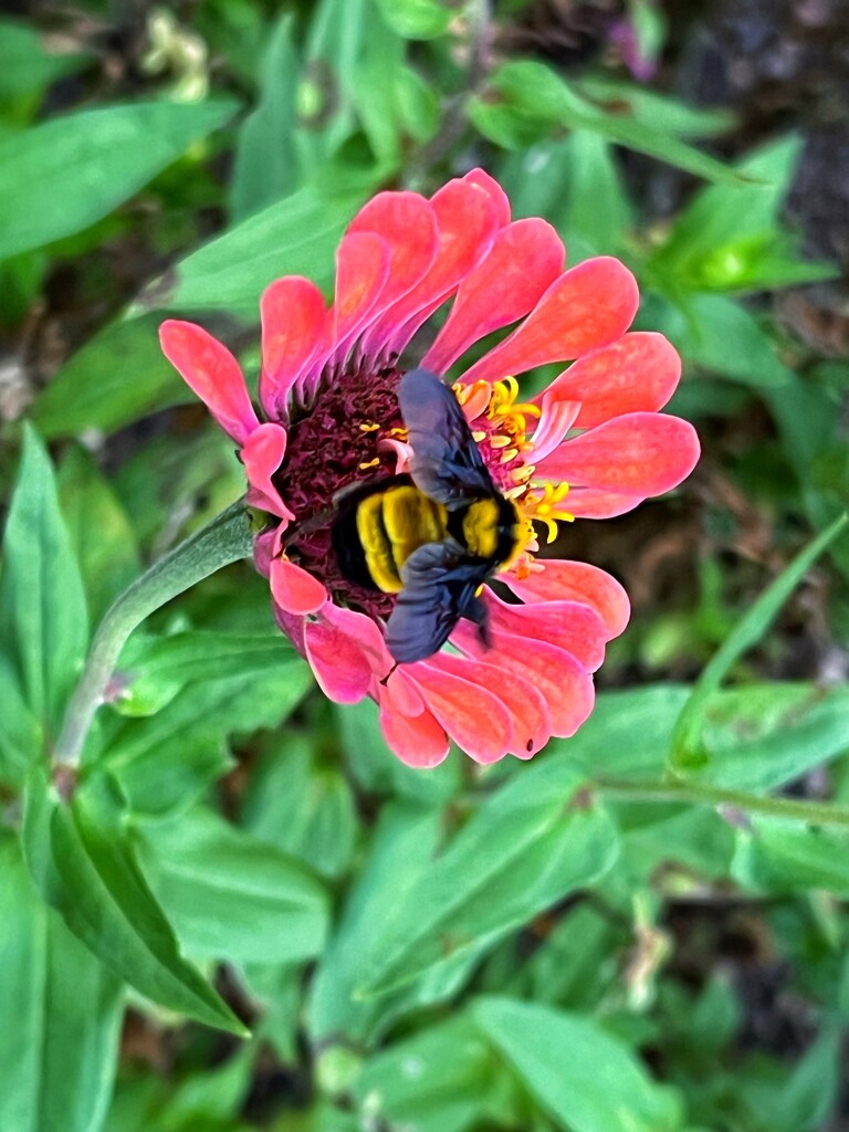 Bumble Bee and Zinnia  by dkellogg