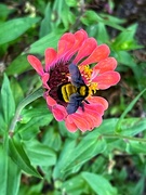 7th Oct 2023 - Bumble Bee and Zinnia 
