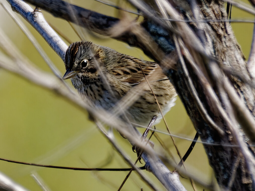 Lincoln's sparrow  by rminer