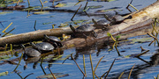 7th Oct 2023 - painted turtles