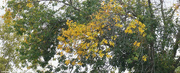 7th Oct 2023 - Fall color
