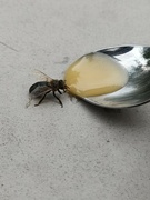 7th Oct 2023 - The bee fell into my tea. 