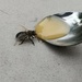 The bee fell into my tea.  by cordulaamann