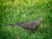8th Oct 2023 - Sweet mourning dove...