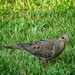 Sweet mourning dove... by marlboromaam