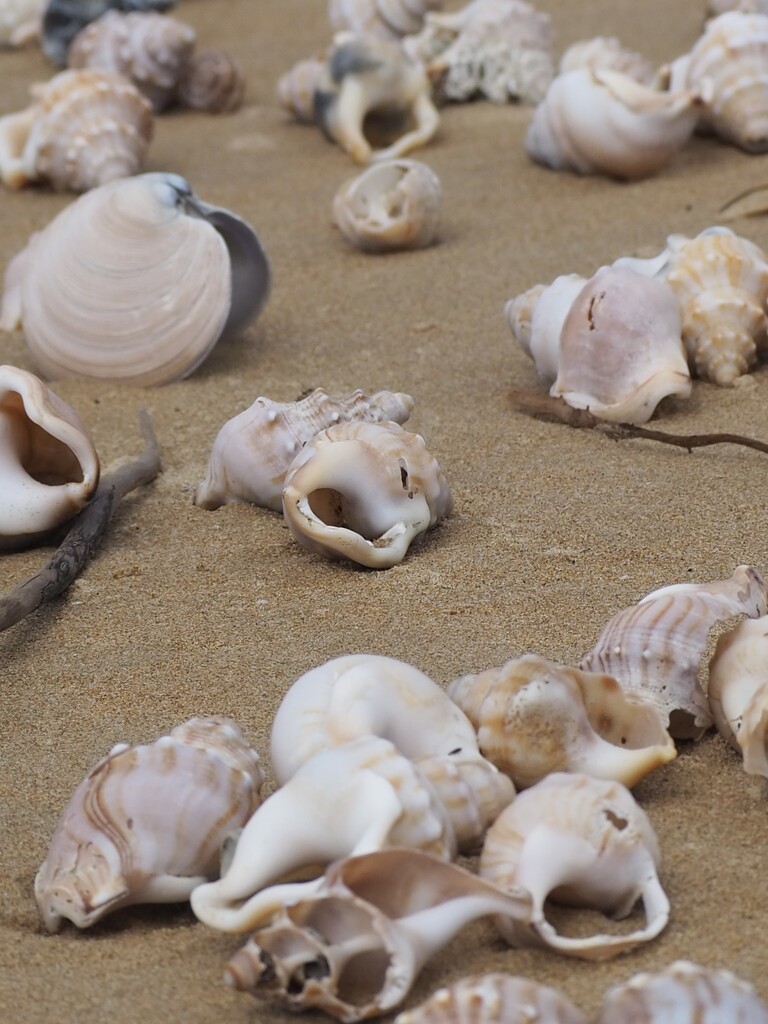 Shells  by Dawn