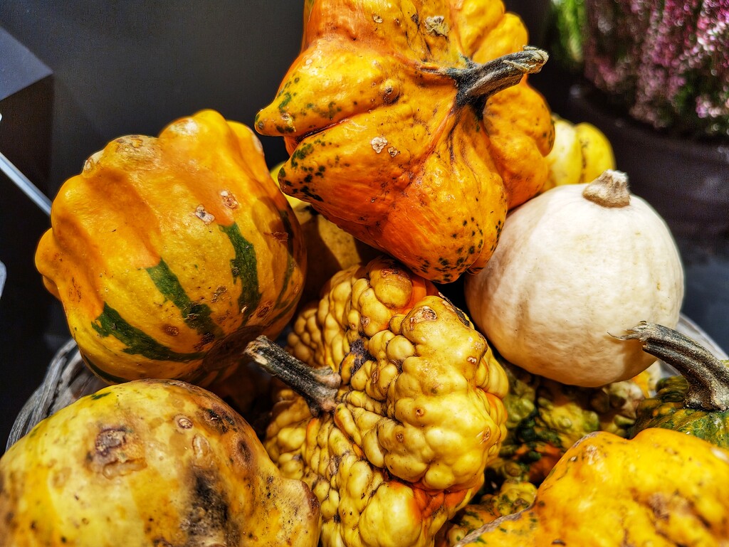 Pumpkins by okvalle