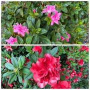 8th Oct 2023 - Autumn Azaleas