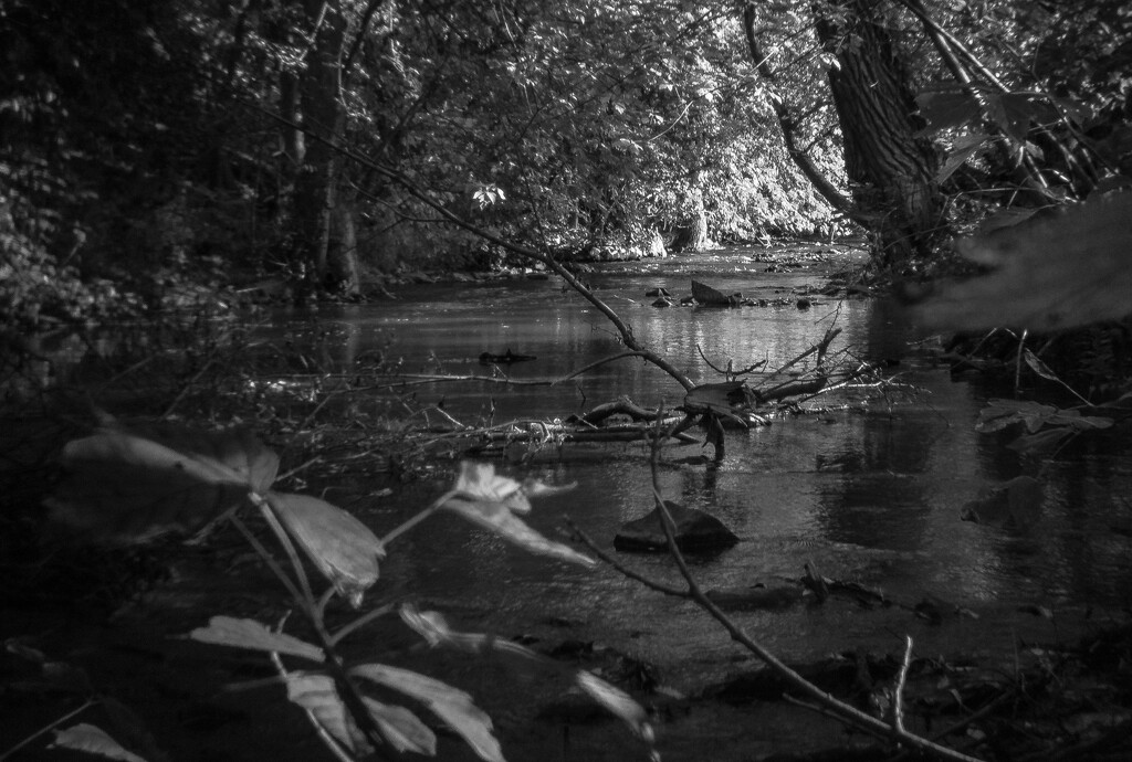 Dappled creek-4 by darchibald