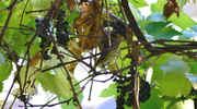 6th Oct 2023 - Hermit Thrush in Grapes