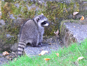 4th Oct 2023 - Young Raccoon