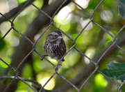 5th Oct 2023 - Song Sparrow 