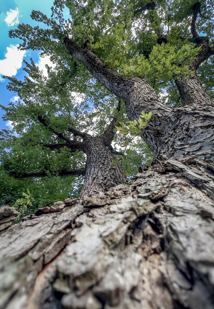 Reach for the sky by sburton