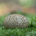 Mushroom by fayefaye