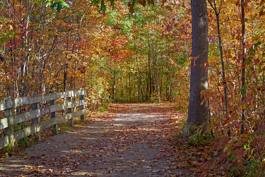 Woodland Path by gardencat