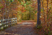 7th Oct 2023 - Woodland Path