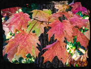 7th Oct 2023 - Maple Tree Branch
