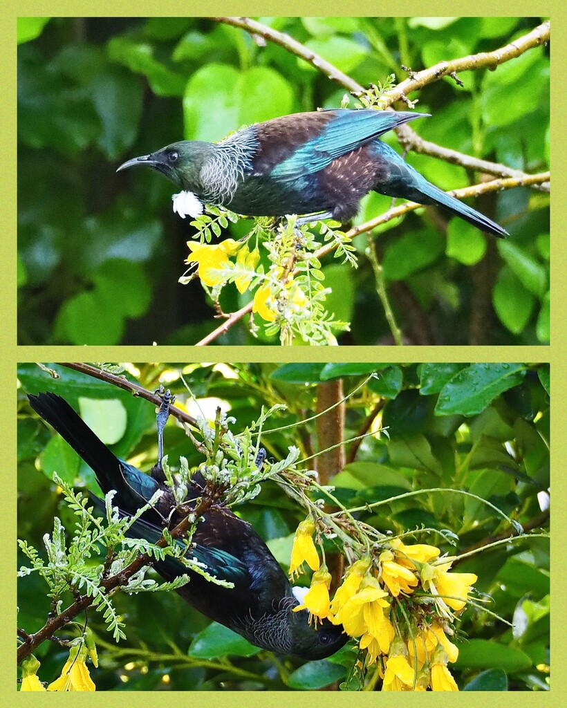 A lovely surprise this morning with a tūī in our kōwhai tree by Dawn