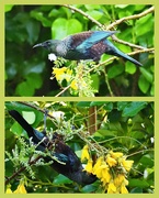 8th Oct 2023 - A lovely surprise this morning with a tūī in our kōwhai tree