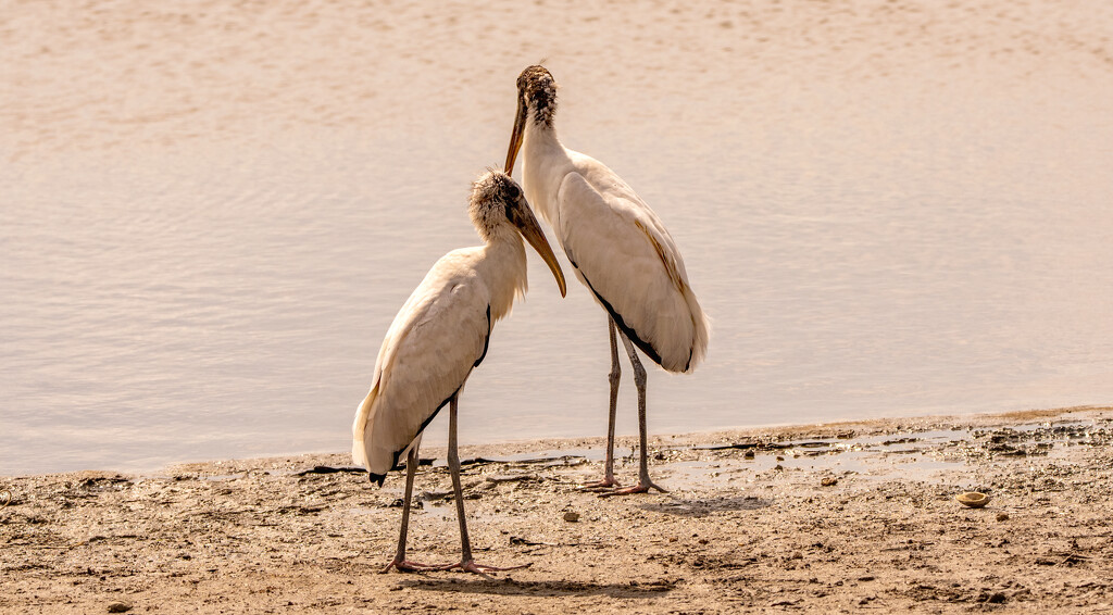 Woodstorks Waiting for a Bite! by rickster549