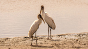 7th Oct 2023 - Woodstorks Waiting for a Bite!