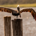 Brown Pelican Doing It's Yoga! by rickster549