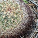 Barrel Cactus by harbie