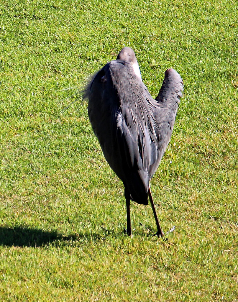 Sept 4 Blue Heron Pruning A IMG_4656 by georgegailmcdowellcom