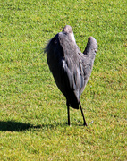 4th Sep 2023 - Sept 4 Blue Heron Pruning A IMG_4656