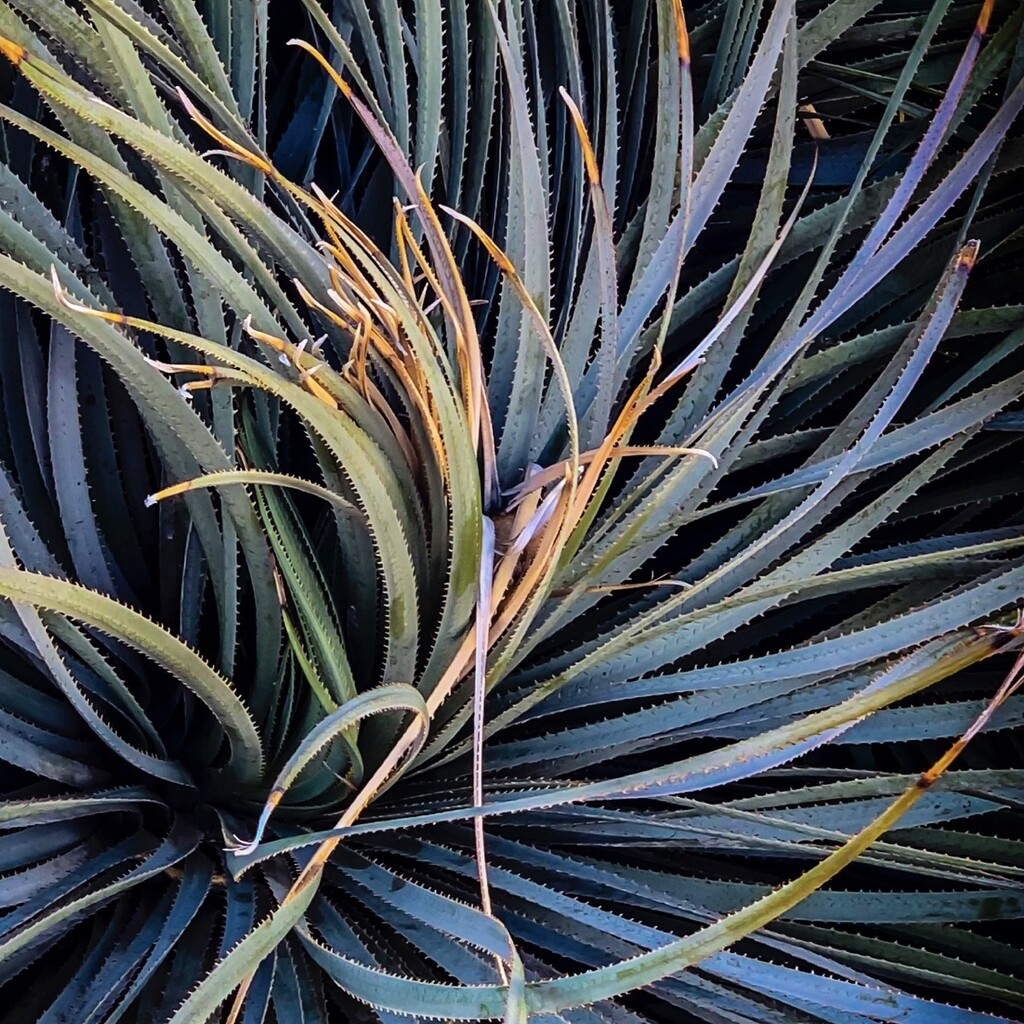 Agave by 365projectorgbilllaing