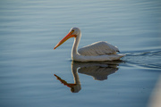7th Oct 2023 - White Pelican