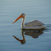 White Pelican by lukasy