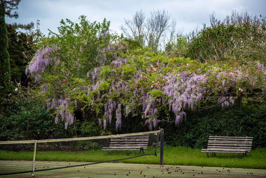 Wisteria at the Court by nickspicsnz