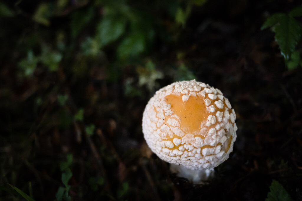 Hearts in Nature by tina_mac