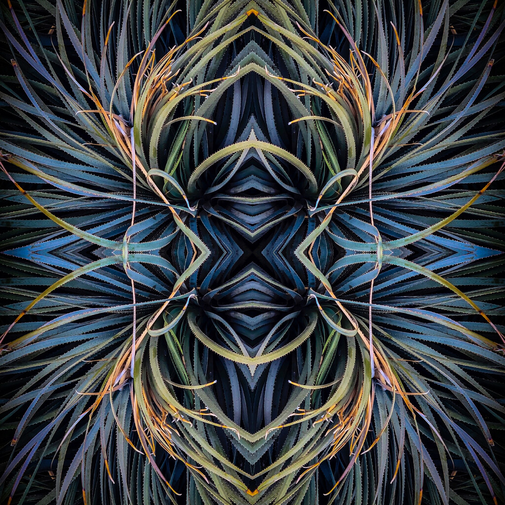 Agave ~ Tessellation #1 by 365projectorgbilllaing