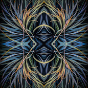 8th Oct 2023 - Agave ~ Tessellation #1