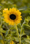 8th Oct 2023 - Sunflower