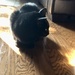 Boo Kitty Sunbeam by metzpah