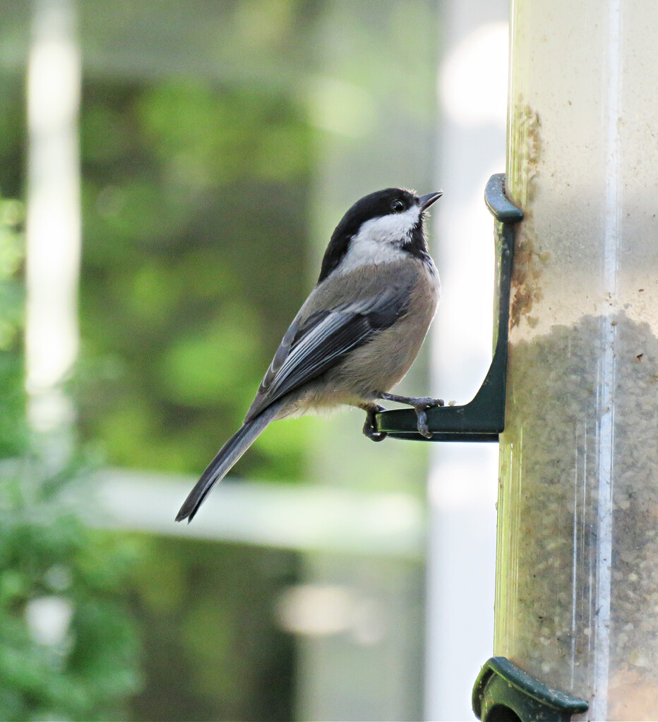 Blacked-Capped Chickadee by seattlite