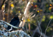 7th Oct 2023 - Bird 7 - Pied Currawong 1