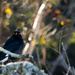 Bird 7 - Pied Currawong 1 by annied