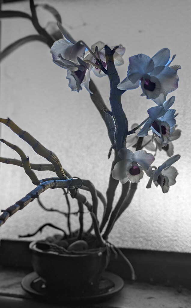 Orchid in Bonsai Pot by elf