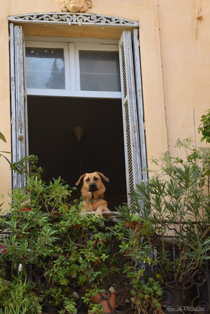 the dog at the window by parisouailleurs